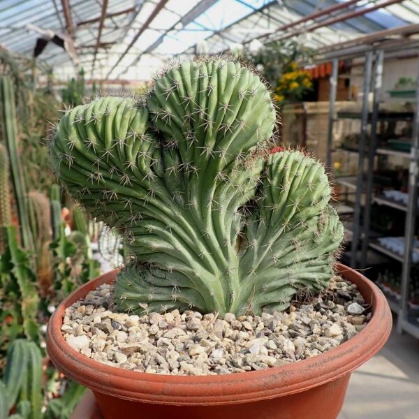 Polaskia chichipe cristata