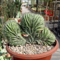 Polaskia chichipe cristata