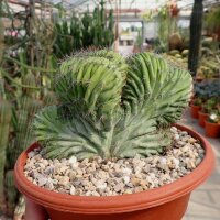 Polaskia chichipe cristata