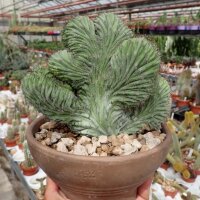 Polaskia chichipe cristata