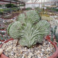Polaskia chichipe cristata
