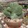 Polaskia chichipe cristata