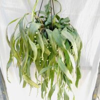 Pseudorhipsalis ramulosa