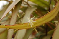 Pseudorhipsalis ramulosa
