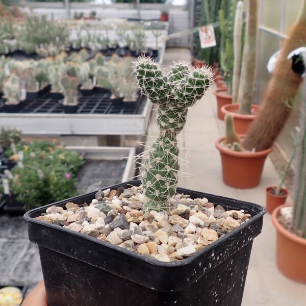 Pterocactus fischeri Buta Ranquil (dw)