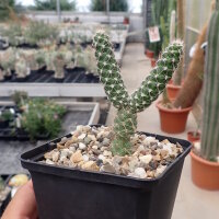 Pterocactus fischeri Buta Ranquil (dw)