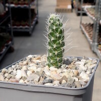Pterocactus fischeri Buta Ranquil (dw)