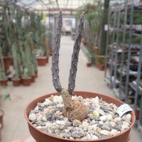 Pterocactus tuberosus