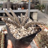 Pterocactus tuberosus (dw)