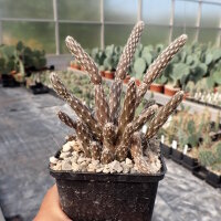 Pterocactus tuberosus (dw)