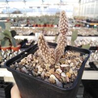 Pterocactus valentinii (dw)