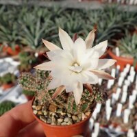 Pygmaeocereus akersii