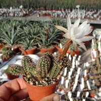 Pygmaeocereus akersii