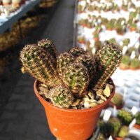 Pygmaeocereus akersii