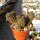 Pygmaeocereus akersii