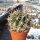 Pyrrhocactus horridus Punitaqui, N-Chile