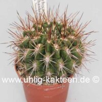 Pyrrhocactus neohankeanus (syn. Neochilenia neohankeana)