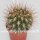 Pyrrhocactus neohankeanus (syn. Neochilenia neohankeana)