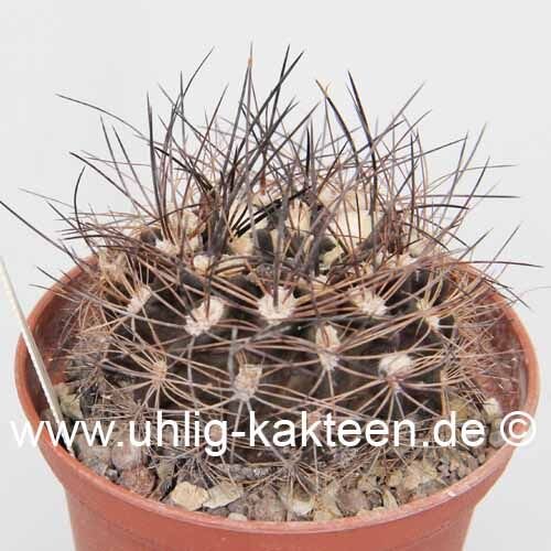 Pyrrhocactus neohankeanus v. flaviflora WK 730