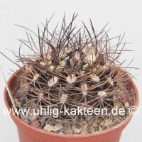Pyrrhocactus neohankeanus v. flaviflora WK 730