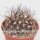 Pyrrhocactus neohankeanus v. flaviflora WK 730