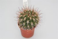 Pyrrhocactus neohankeanus var. wächst zusammen mit...
