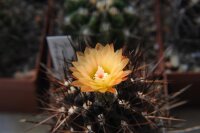 Pyrrhocactus neohankeanus var. wächst zusammen mit...