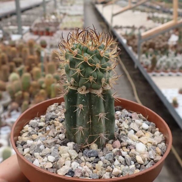 Pyrrhocactus spec. VOS 2497 gepfr.