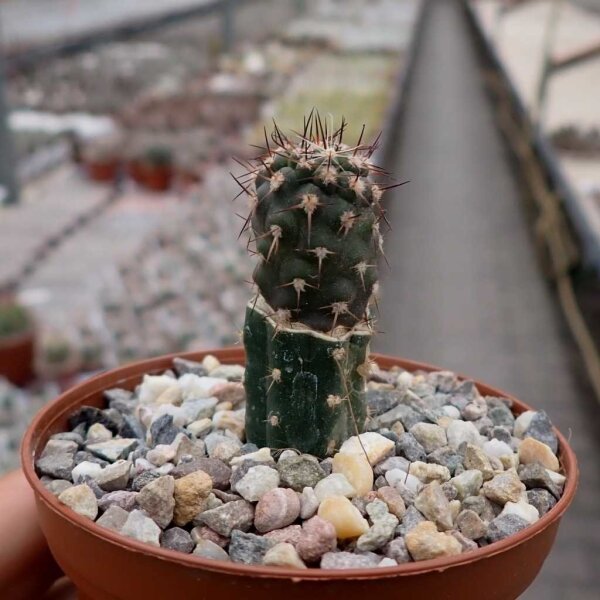 Pyrrhocactus spec. VOS 2517 gepfr.