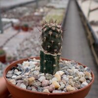 Pyrrhocactus spec. VOS 2517 gepfr.