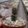 Pyrrhocactus spec. VOS 2517 gepfr.