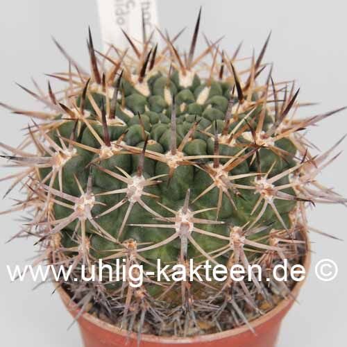Pyrrhocactus spec. Cabildo