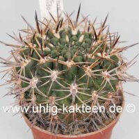 Pyrrhocactus spec. Cabildo