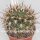 Pyrrhocactus spec. Cabildo
