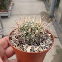 Pyrrhocactus spec. Ovalle golddornig