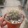 Pyrrhocactus spec. Ovalle golddornig