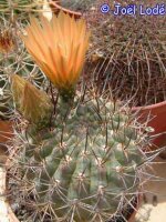 Pyrrhocactus strausianus S-Mendoza, Argentinien