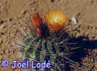 Pyrrhocactus strausianus S-Mendoza, Argentinien