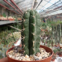 Rauhocereus riosaniensis Río Saña