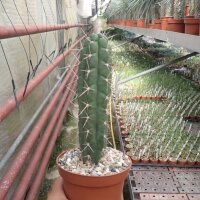 Rauhocereus riosaniensis Río Saña