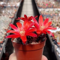 Rebutia albiareolata FR 761