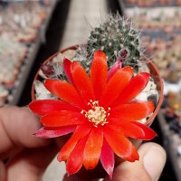 Rebutia albiareolata FR 761