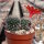 Rebutia albiareolata FR 761