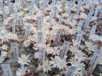 Rebutia albiflora