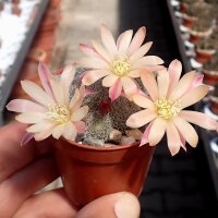 Rebutia albiflora-Hybride