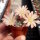 Rebutia albiflora-Hybride