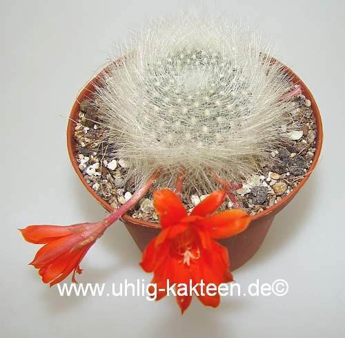 Rebutia albipilosa