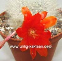 Rebutia albipilosa