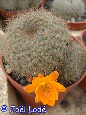Rebutia aureiflora (syn. Mediolobivia)