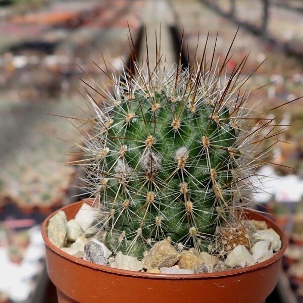 Rebutia aureispina KK 1694